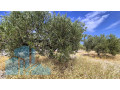 poljoprivredno-zemljiste-zecevo-rogoznicko-5578-m2-small-0